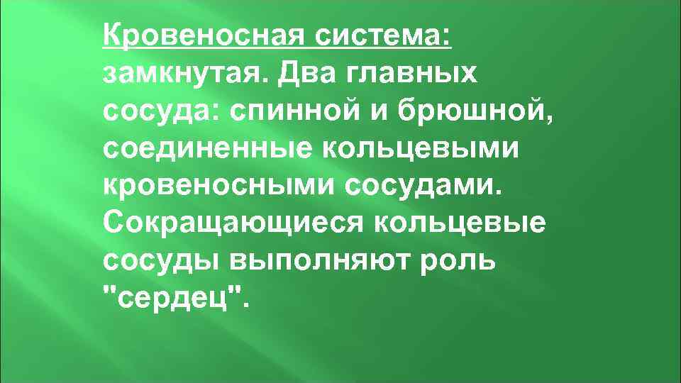 Кровеносная система: замкнутая. Два главных сосуда: спинной и брюшной, соединенные кольцевыми кровеносными сосудами. Сокращающиеся