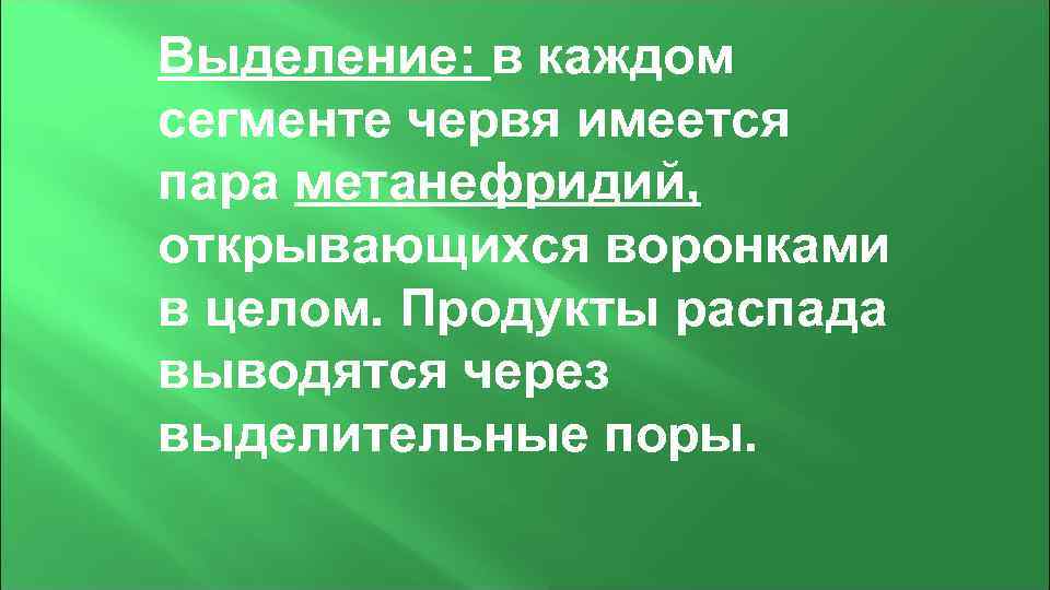 Выделение: в каждом сегменте червя имеется пара метанефридий, открывающихся воронками в целом. Продукты распада