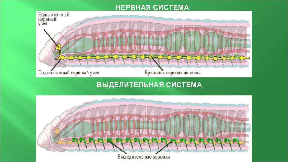 Нервная система кольчатых червей