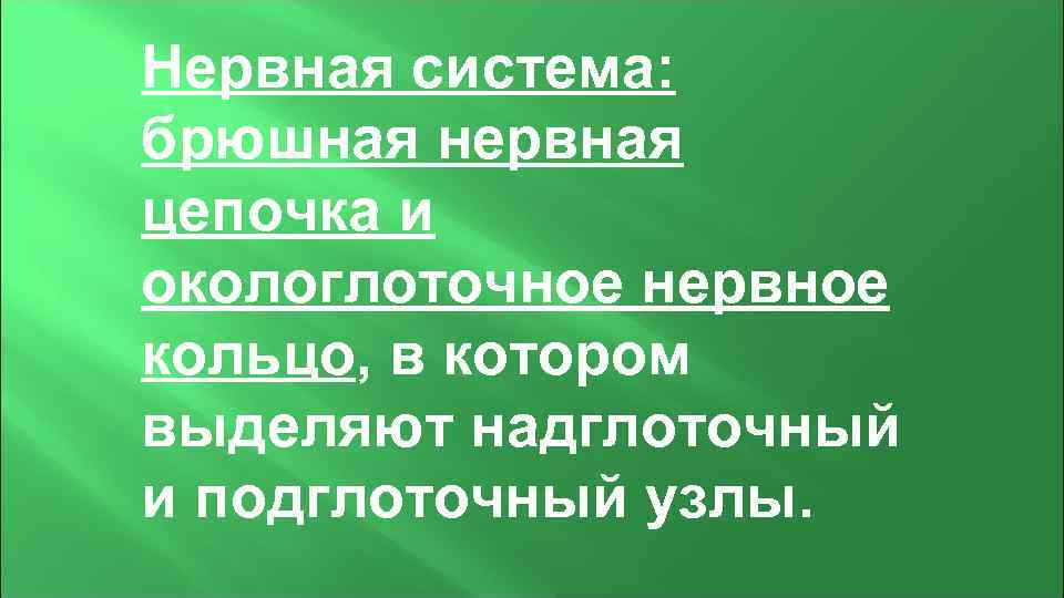 Нервная система: брюшная нервная цепочка и окологлоточное нервное кольцо, в котором выделяют надглоточный и