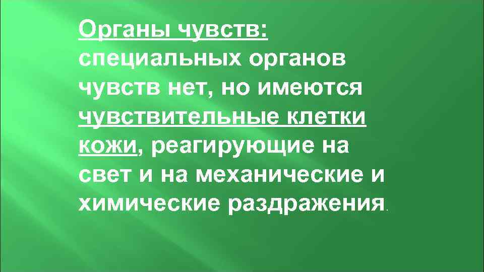 Органы чувств: специальных органов чувств нет, но имеются чувствительные клетки кожи, реагирующие на свет