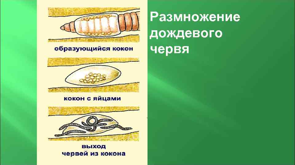 Кольчатые черви размножение. Размножение кольчатых червей схема. Кольчатые черви дождевой червь размножение. Размножение кольчатого червя. Кольчатые черви цикл развития.