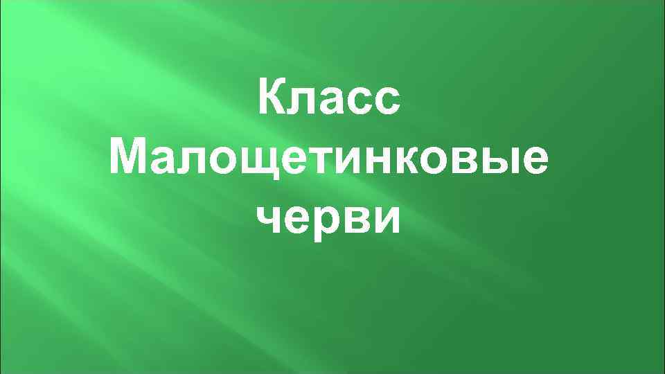   Класс Малощетинковые черви 