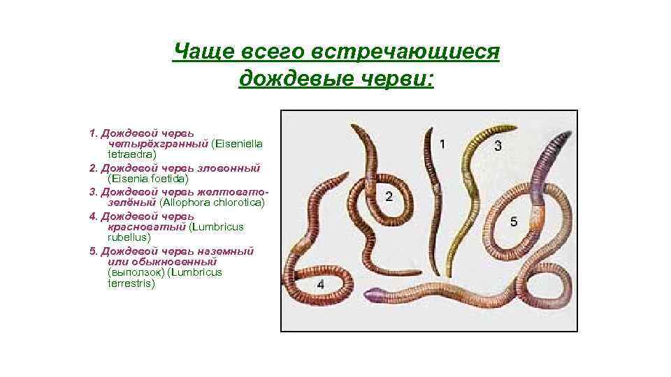     Чаще всего встречающиеся    дождевые черви:  1.