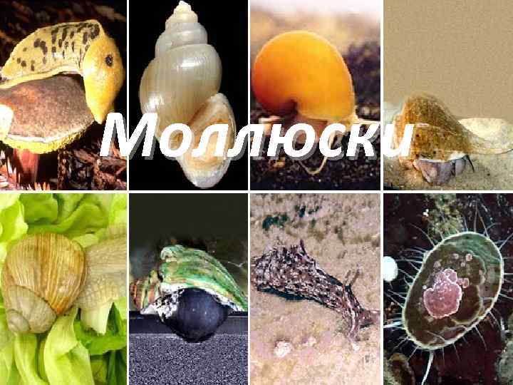 Моллюски 