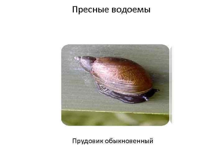 Пресные водоемы Прудовик обыкновенный 