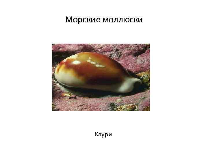 Морские моллюски  Каури 