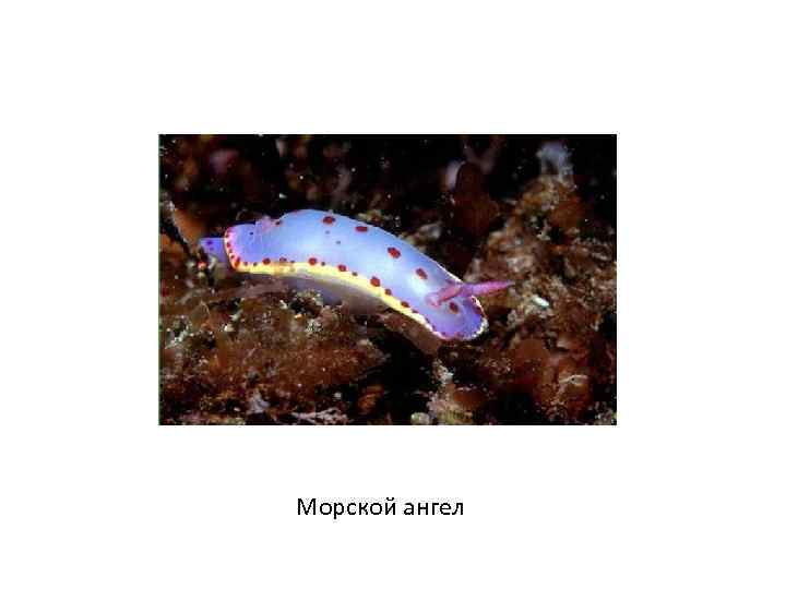 Морской ангел 