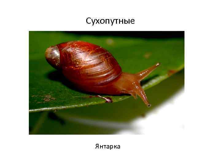 Сухопутные Янтарка 