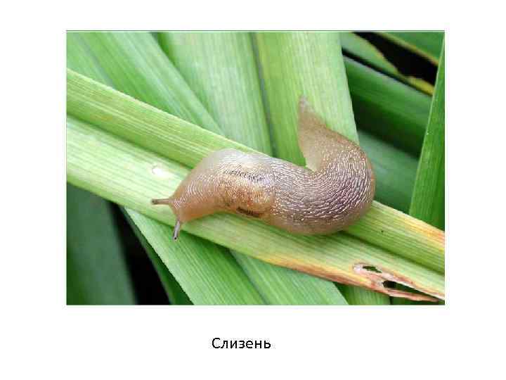 Слизень 