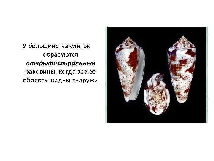 У большинства улиток  образуются открытоспиральные раковины, когда все ее обороты видны снаружи 