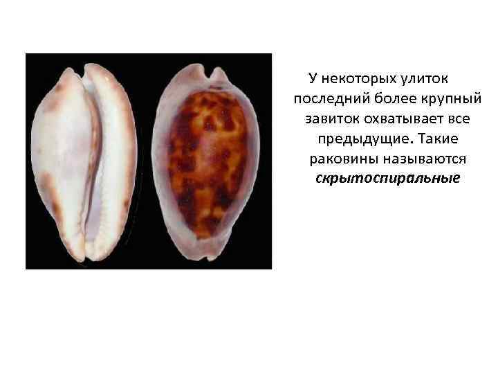  У некоторых улиток последний более крупный завиток охватывает все  предыдущие. Такие 