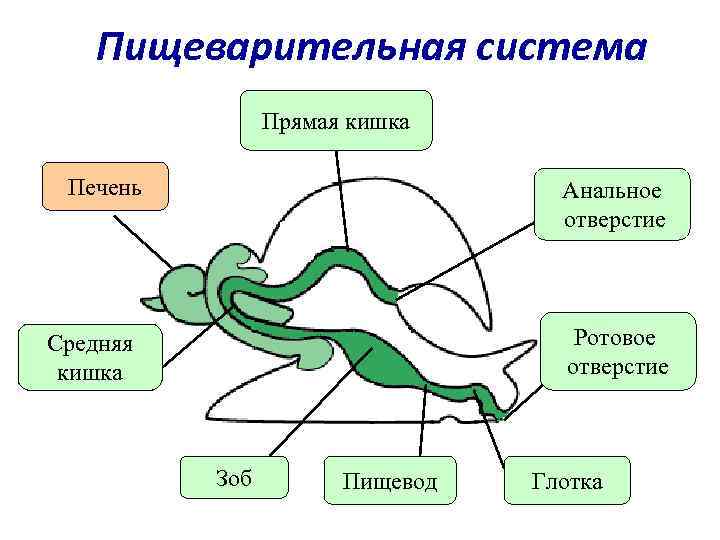   Пищеварительная система   Прямая кишка  Печень    