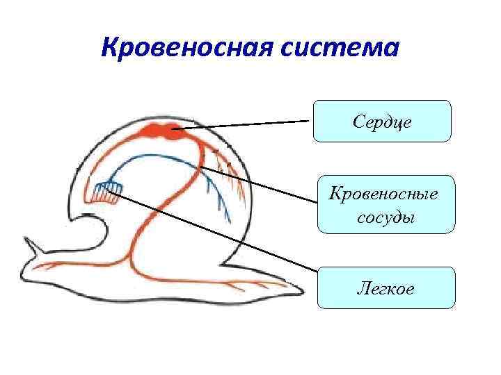 Кровеносная система   Сердце   Кровеносные   сосуды   