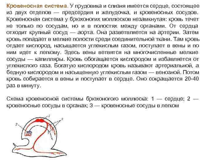 Кровеносная система. У прудовика и слизня имеется сердце, состоящее из двух отделов — предсердия