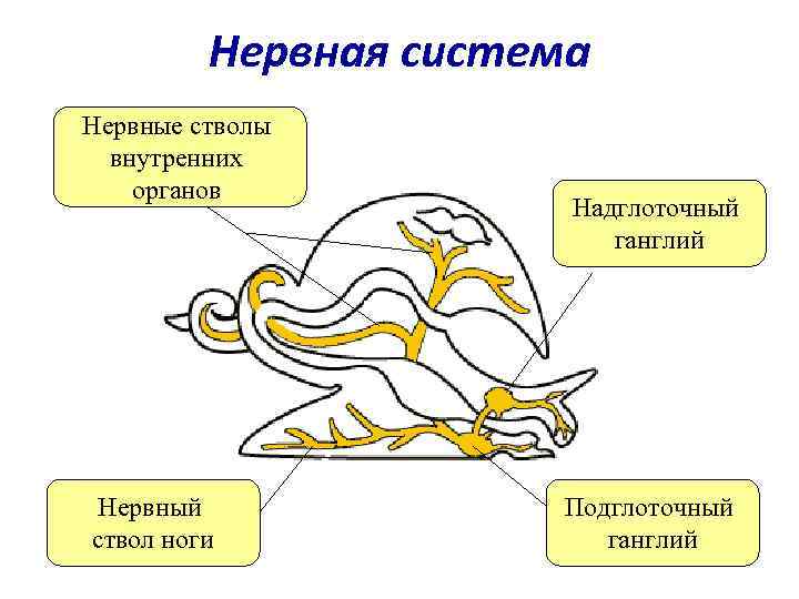    Нервная система Нервные стволы  внутренних органов    Надглоточный