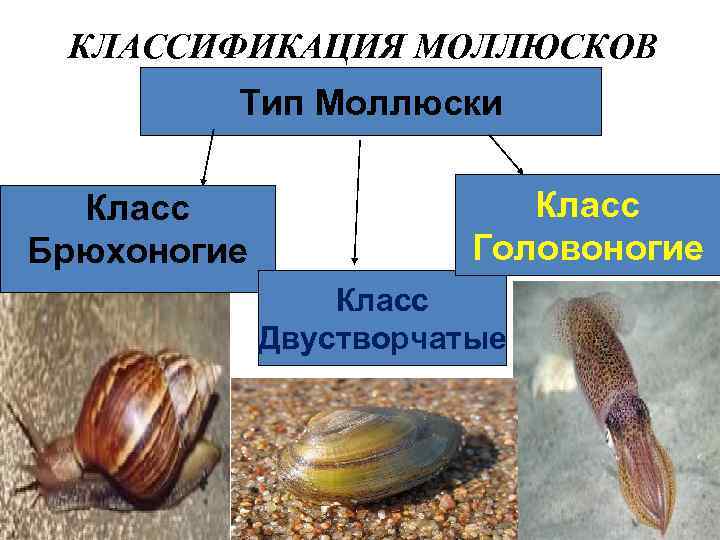  КЛАССИФИКАЦИЯ МОЛЛЮСКОВ   Тип Моллюски  Класс Брюхоногие   Головоногие 