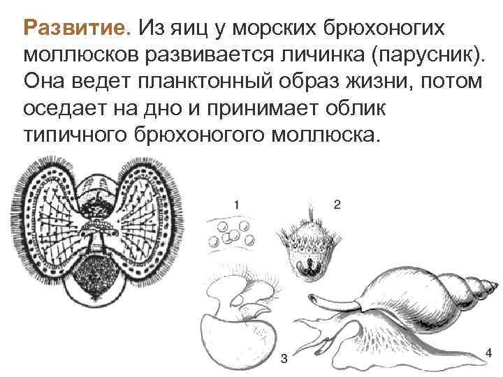 Развитие. Из яиц у морских брюхоногих моллюсков развивается личинка (парусник).  Она ведет планктонный