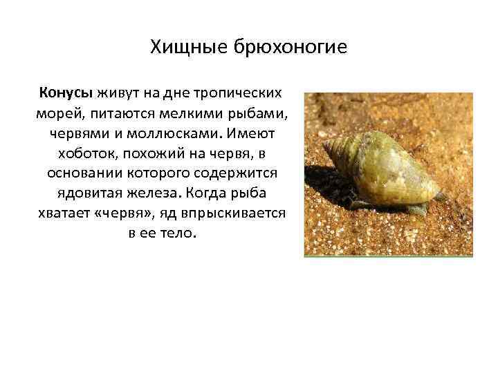    Хищные брюхоногие Конусы живут на дне тропических морей, питаются мелкими рыбами,