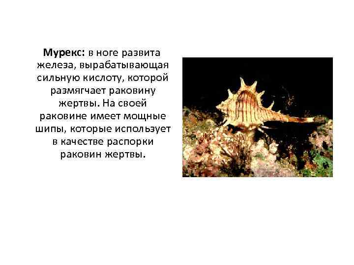  Мурекс: в ноге развита железа, вырабатывающая сильную кислоту, которой  размягчает раковину жертвы.