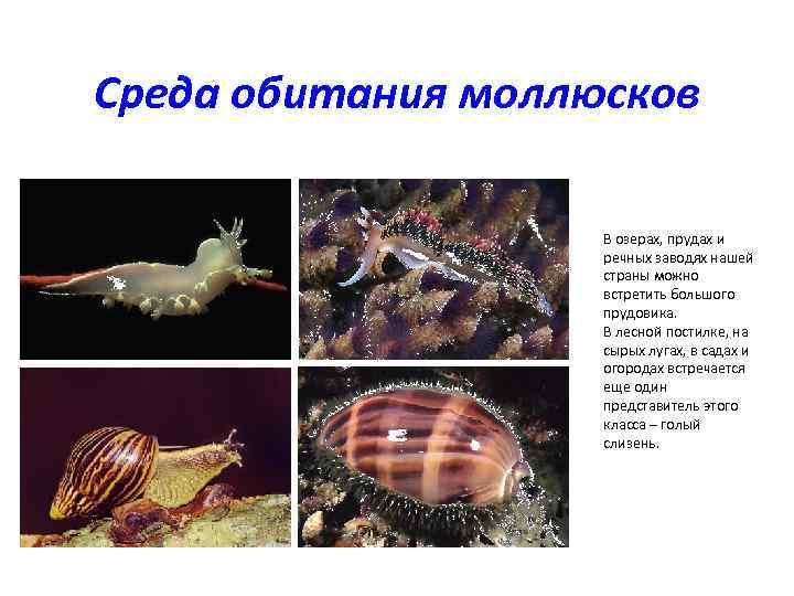 Среда обитания моллюсков     В озерах, прудах и   