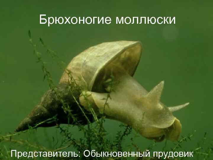  Брюхоногие моллюски Представитель: Обыкновенный прудовик 