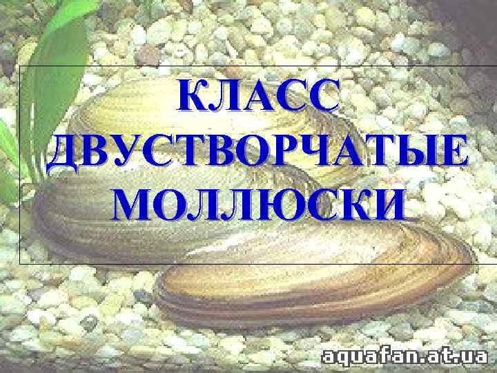   КЛАСС ДВУСТВОРЧАТЫЕ  МОЛЛЮСКИ 