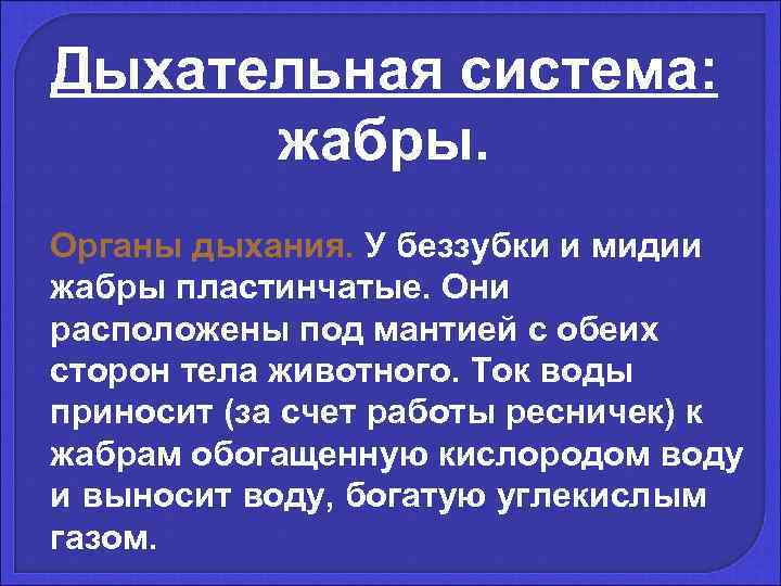 Дыхательная система:   жабры. Органы дыхания. У беззубки и мидии жабры пластинчатые. Они