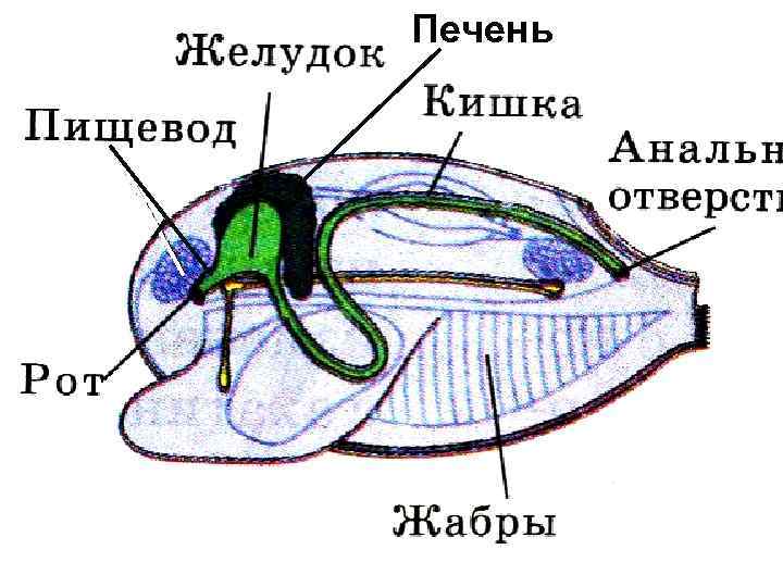 Печень 