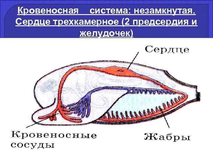 Кровеносная  система: незамкнутая. Сердце трехкамерное (2 предсердия и   желудочек) 