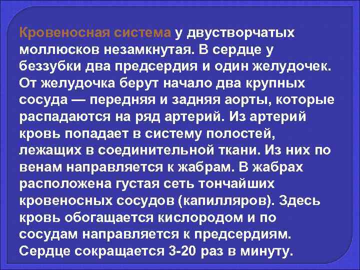 Кровеносная система у двустворчатых моллюсков незамкнутая. В сердце у беззубки два предсердия и один