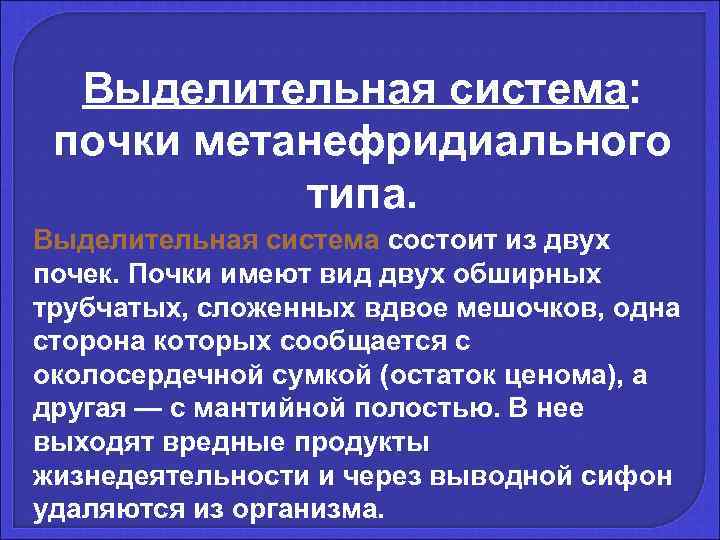  Выделительная система:  почки метанефридиального   типа. Выделительная система состоит из двух