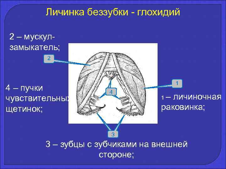   Личинка беззубки - глохидий 2 – мускул- замыкатель;  2  