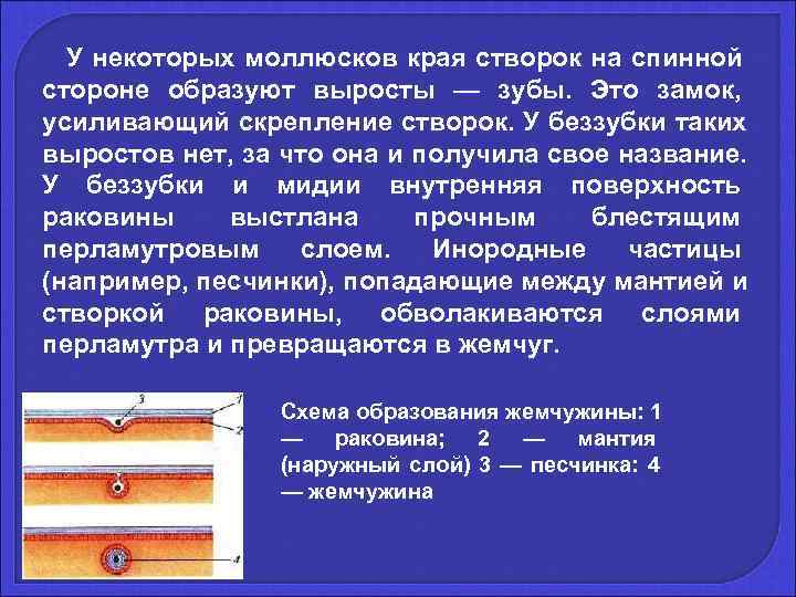   У некоторых моллюсков края створок на спинной стороне образуют выросты — зубы.