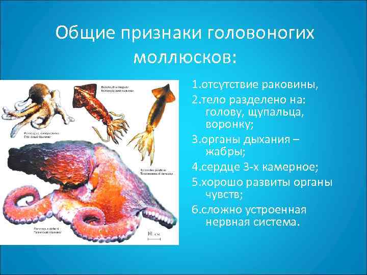 Общие признаки головоногих  моллюсков:    1. отсутствие раковины,   