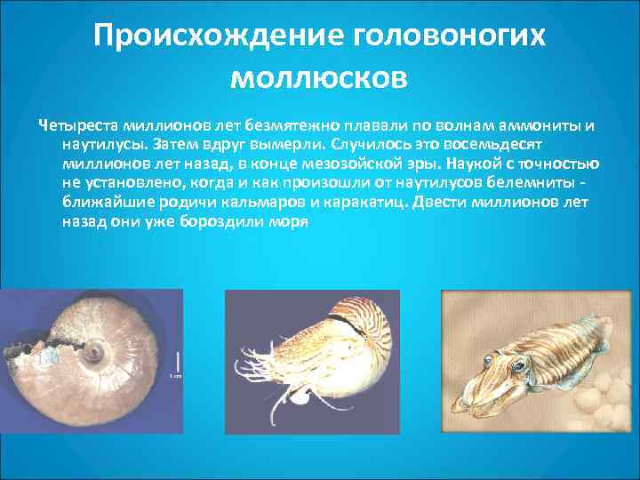 Происхождение головоногих моллюсков. Роль головоногих