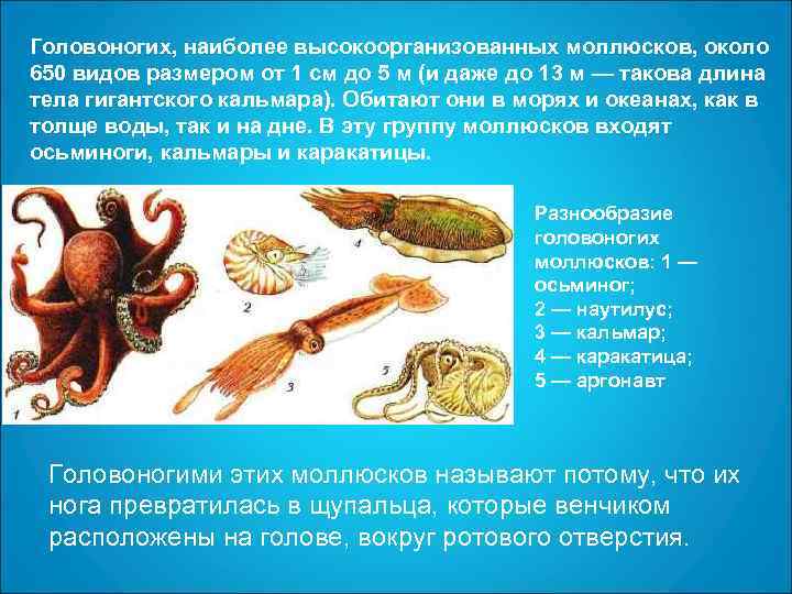 Головоногих, наиболее высокоорганизованных моллюсков, около 650 видов размером от 1 см до 5 м