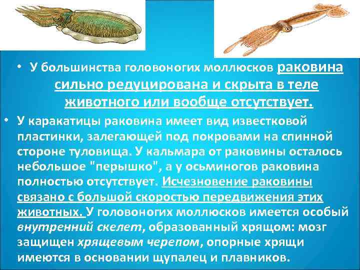  • У большинства головоногих моллюсков раковина  сильно редуцирована и скрыта в теле