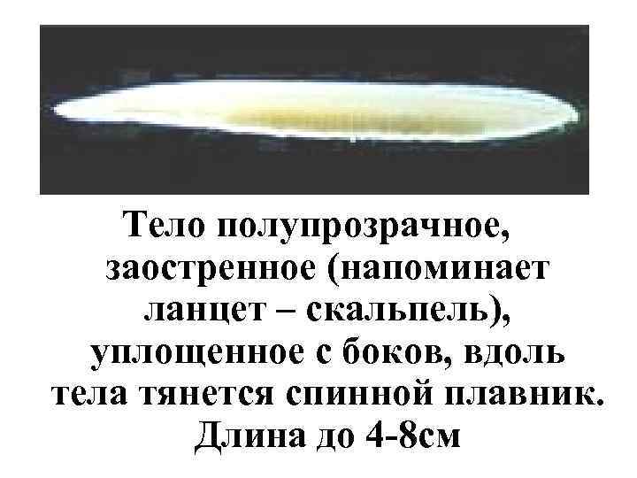   Тело полупрозрачное, заостренное (напоминает  ланцет – скальпель), уплощенное с боков, вдоль