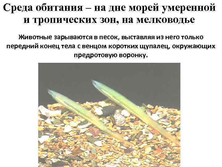 Среда обитания – на дне морей умеренной и тропических зон, на мелководье  Животные