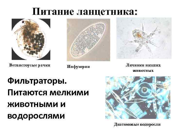    Питание ланцетника: Ветвистоусые рачки  Инфузории   Личинки низших 