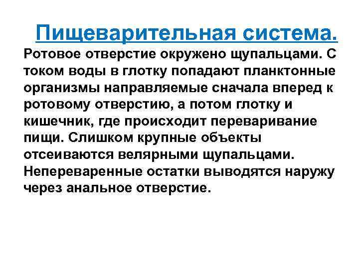  Пищеварительная система. Ротовое отверстие окружено щупальцами. С током воды в глотку попадают планктонные