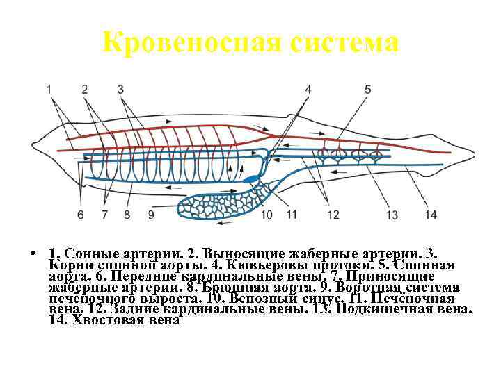    Кровеносная система • 1. Сонные артерии. 2. Выносящие жаберные артерии. 3.