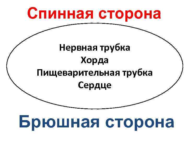 Спинная сторона Нервная трубка   Хорда Пищеварительная трубка   Сердце  Брюшная