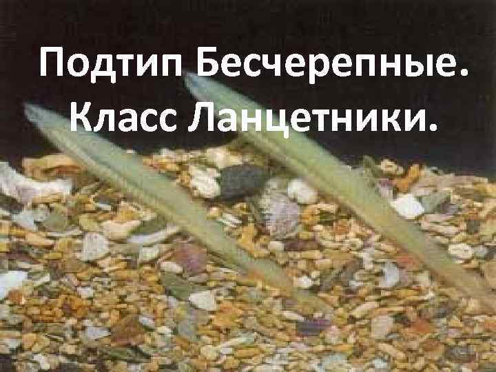 Подтип Бесчерепные.  Класс Ланцетники. 