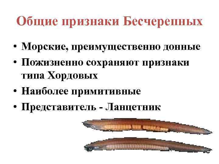 Общие признаки Бесчерепных • Морские, преимущественно донные • Пожизненно сохраняют признаки  типа Хордовых