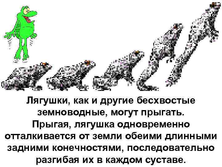   Лягушки, как и другие бесхвостые  земноводные, могут прыгать.  Прыгая, лягушка