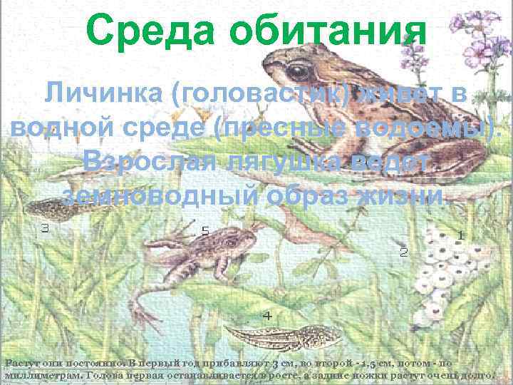    Среда обитания  Личинка (головастик) живет в водной среде (пресные водоемы).