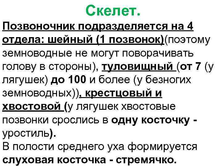     Скелет. Позвоночник подразделяется на 4 отдела: шейный (1 позвонок)(поэтому земноводные