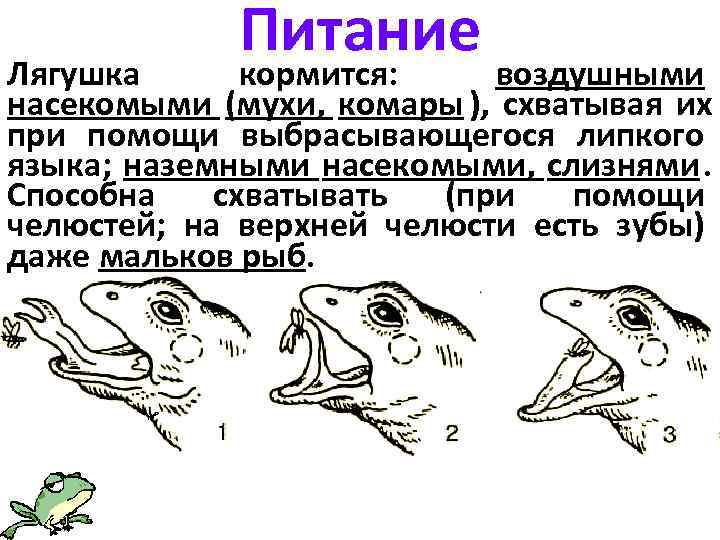    Питание Лягушка  кормится:  воздушными насекомыми (мухи,  комары ),